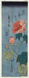 Flowering Poppies