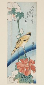 Hibiscus and Black-naped Oriole