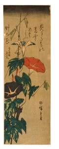 Morning Glories, c.1843-47