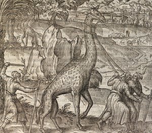 Giraffe, engraving from Cosmographie Universelle by Andre Thevet