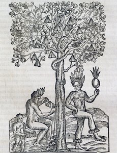 Nana Fruit, Tropical Medicinal Plant, from Universal Cosmology by Andre Thevet