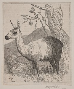 A Llama by Andreas Flinch