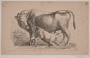 The Cow and the Calf