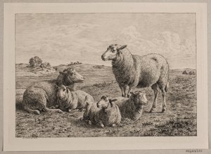 Sheep and lambs in the field by Andreas Peter Madsen