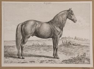 Rolf. A Horse in the Field
