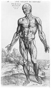 Anatomical Study, Illustration from 