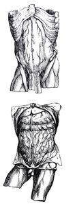 The Plates from the Fifth Book of the De Humani Corporis Fabrica