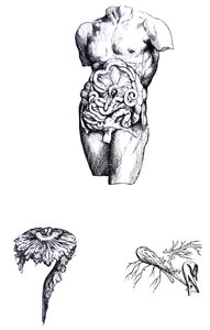 The Plates from the Fifth Book of the De Humani Corporis Fabrica