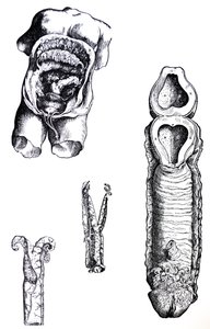 The Plates from the Fifth Book of the De Humani Corporis Fabrica by Andreas Vesalius