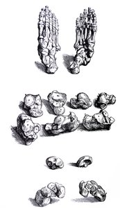 The Plates from the First Book of the De Humani Corporis Fabrica by Andreas Vesalius