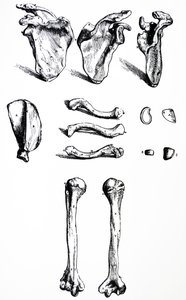 The Plates from the First Book of the De Humani Corporis Fabrica by Andreas Vesalius