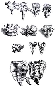 The Plates from the First Book of the De Humani Corporis Fabrica by Andreas Vesalius