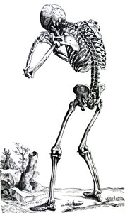 The Plates from the First Book of the De Humani Corporis Fabrica by Andreas Vesalius