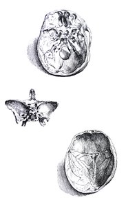 The Plates from the First Book of the De Humani Corporis Fabrica by Andreas Vesalius