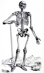 The Plates from the First Book of the De Humani Corporis Fabrica by Andreas Vesalius