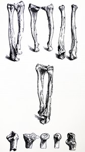 The Plates from the First Book of the De Humani Corporis Fabrica by Andreas Vesalius