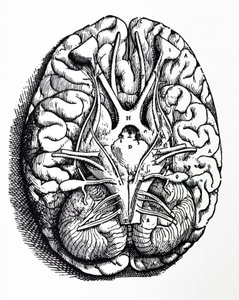 The Plates from the Fourth Book of the De Humani Corporis Fabrica by Andreas Vesalius