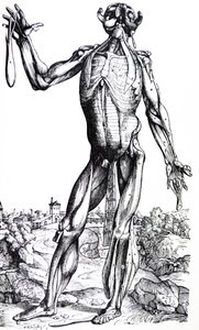 The Plates from the Second Book of the De Humani Corporis Fabrica by Andreas Vesalius