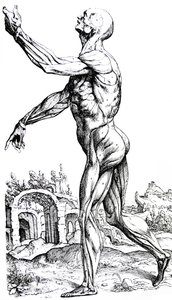 The Plates from the Second Book of the De Humani Corporis Fabrica by Andreas Vesalius