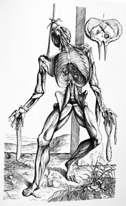 The Plates from the Second Book of the De Humani Corporis Fabrica by Andreas Vesalius
