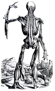 The Plates from the Second Book of the De Humani Corporis Fabrica by Andreas Vesalius