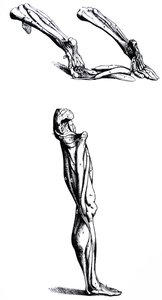 The Plates from the Second Book of the De Humani Corporis Fabrica by Andreas Vesalius