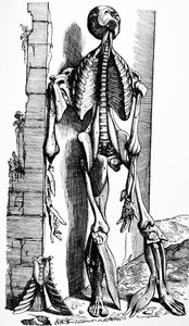 The Plates from the Second Book of the De Humani Corporis Fabrica by Andreas Vesalius