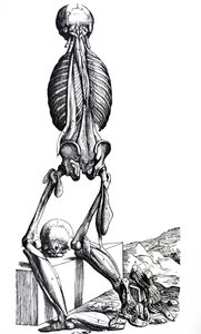 The Plates from the Second Book of the De Humani Corporis Fabrica