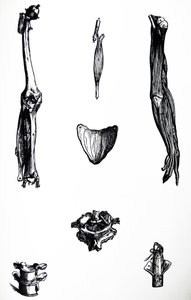 The Plates from the Second Book of the De Humani Corporis Fabrica by Andreas Vesalius