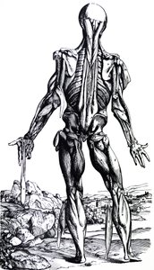 The Plates from the Second Book of the De Humani Corporis Fabrica by Andreas Vesalius