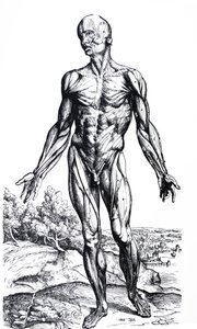 The Plates from the Second Book of the De Humani Corporis Fabrica by Andreas Vesalius