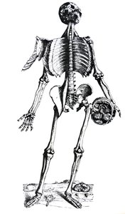 The Plates from the Seventh Book of the De Humani Corporis Fabrica by Andreas Vesalius