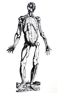 The Plates from the Seventh Book of the De Humani Corporis Fabrica by Andreas Vesalius