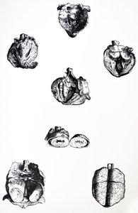 The Plates from the Sixth Book of the De Humani Corporis Fabrica by Andreas Vesalius