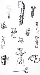 The Plates from the Third Book of the De Humani Corporis Fabrica by Andreas Vesalius