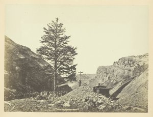 Thousand Mile Tree, Wilhelmina