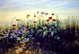 Wild Flowers