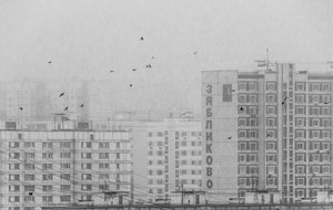 Monochrome City Birds