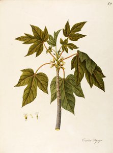 Papaya (Carica papaya), Caricaceae, warm greenhouse tree with persistent leaves, cultivated for its fruit, native to tropical America