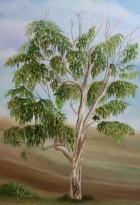Australian Eucalyptus Tree by Angeles M. Pomata