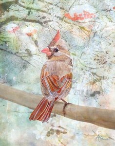 Calm Winter Cardinal