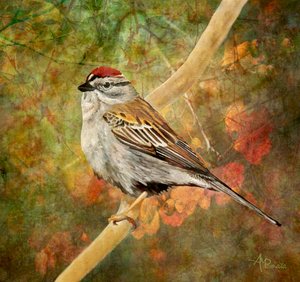 Chipping Sparrow Autumn Perch