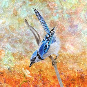 Curious Blue Jay