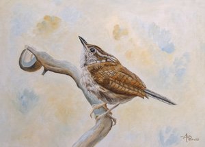 Little Wren Looking Skyward