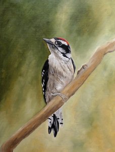 Male Woodpecker Perched