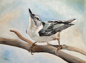 Nuthatch On Branch