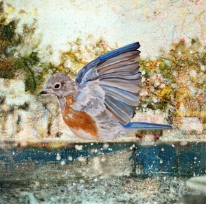 Refreshing Bluebird Bath by Angeles M. Pomata