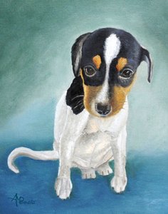 Tricolor Puppy Portrait