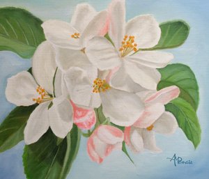 White Apple Blossoms