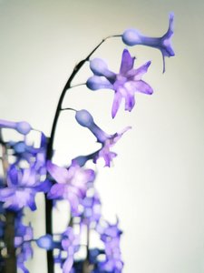 Delicate Purple Blooms by Angelo Cerantola